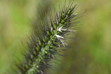 Chinese fountain grass / Poaceae perennial grass	