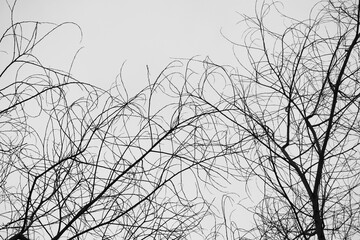 old wood died branches with vintage style