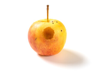 a small rotten apple bited by insect on a white background