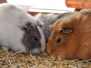 仲良しモルモット、食事中