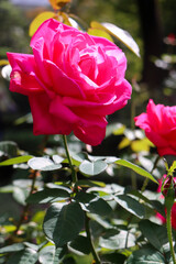 バラ ガーデン 薔薇 ローズ ばら ピンク 赤