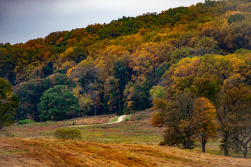 Naklejka premium A Paved Pathway in the Distance Leading Into a Bright Autumn Forest