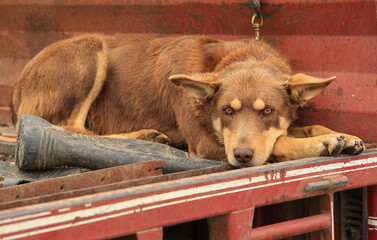 Beautiful Kelpie dog (Australian breed of sheep dog) resting next to a gumboot on the back of a ute.
