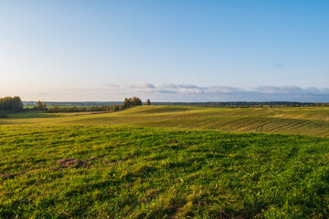 Fototapeta premium A huge green field with grass and wheat.