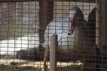 bird in cage