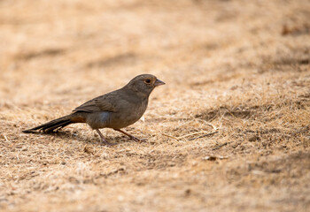 Brown sparrow like bird on the ground