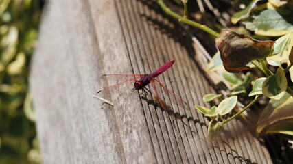 ショウジョウトンボ