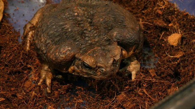 Rhinella marina or Poisonous toad yeah or sitting in the aquarium of the petting zoo.