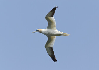Northern gannet