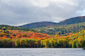 Forest lake