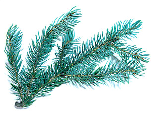 Sprig of blue spruce on white background, selective focus