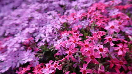 pink and purple flowers background