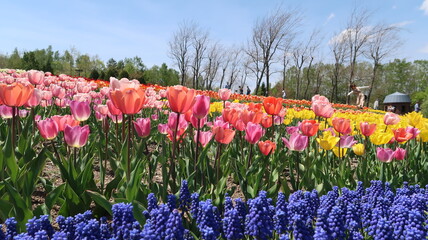 field of tulips