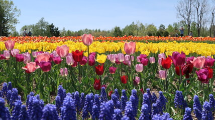 field of tulips