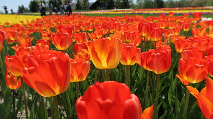 Red, Orange, Yellow tulips