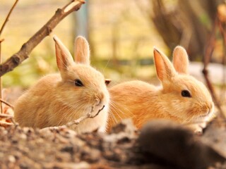 紅葉と子うさぎ