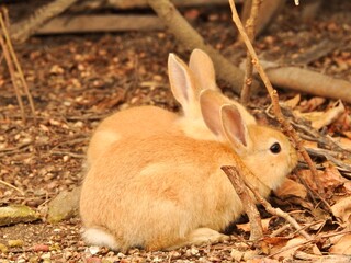 紅葉と子うさぎ