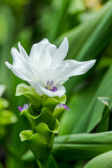 Obraz premium Curcuma Zanthorrhiza (Siam Tulip Curcuma Alismatifolia) white Flower In The Nature and in the garden