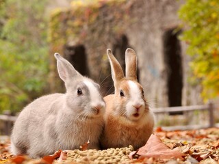 紅葉とうさぎさん