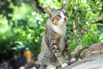 Cats as a mischievous animal are looking for something to eat or toys