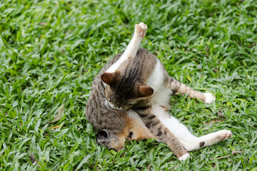 The cat is lying and resting. In the green lawn in the summer