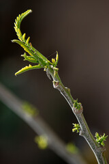 Leaves growing on the branches of a tree
