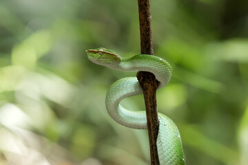 Tropidolaemus subannulatus aka Viper Borneo Snake on Wildlife
