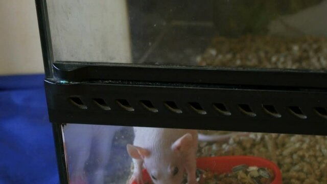 Funny bald white sphinx rat in the petting zoo aquarium yawns and eats.
