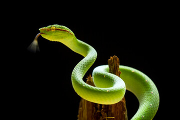 Tropidolaemus subannulatus aka Viper Borneo Snake on Wildlife