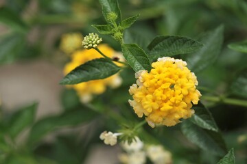 Lantana camara  is a species of flowering plant within the verbena family Verbenaceae, native to the American tropics.