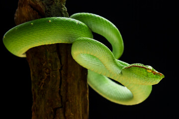 Tropidolaemus subannulatus aka Viper Borneo Snake on Wildlife