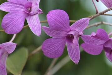 Dendrobium is a genus of mostly epiphytic and lithophytic orchids in the family Orchidaceae