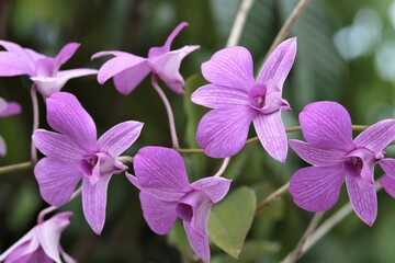Dendrobium is a genus of mostly epiphytic and lithophytic orchids in the family Orchidaceae
