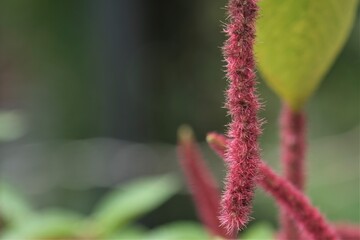 Amaranthus caudatus is a species of annual flowering plant. It goes by common names such as love-lies-bleeding