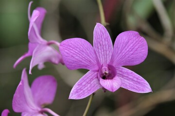 Dendrobium is a genus of mostly epiphytic and lithophytic orchids in the family Orchidaceae
