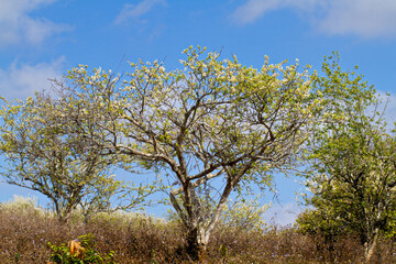Plum plantation in Spring. Location: Moc Chau Plateau, Vietnam