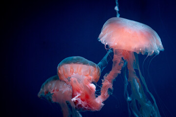  Jellyfish swimming on a dark background