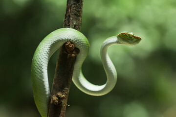 Obraz premium Tropidolaemus subannulatus aka Viper Borneo Snake on Wildlife