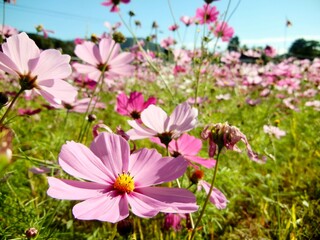 Fototapeta premium 満開のコスモス畑
