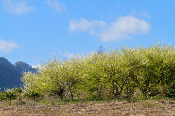 Plum plantation in Spring. Location: Moc Chau Plateau, Vietnam