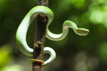 Tropidolaemus subannulatus aka Viper Borneo Snake on Wildlife