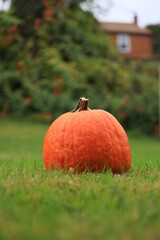 Pumpkin in the grass with a barn in the background