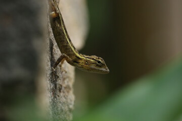 lizards