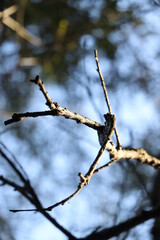 branches of a tree