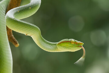 Tropidolaemus subannulatus aka Viper Borneo Snake on Wildlife
