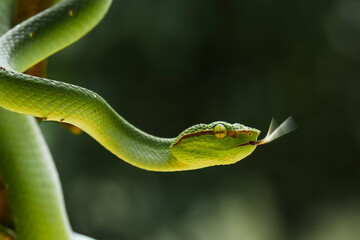 Tropidolaemus subannulatus aka Viper Borneo Snake on Wildlife