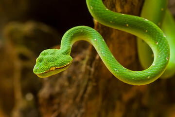 Tropidolaemus subannulatus aka Viper Borneo Snake on Wildlife