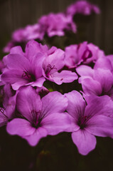 close up of a flower