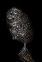 Owls
