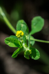 The black medick (lat. Medicago lipulina), of the pea family (Fabaceae).